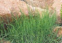 Хвойник карликовый, или Эфедра карликовая (Ephedra minuta)