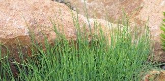 Хвойник карликовый, или Эфедра карликовая (Ephedra minuta)