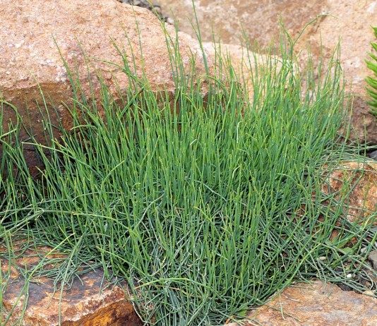 Хвойник карликовый, или Эфедра карликовая (Ephedra minuta)