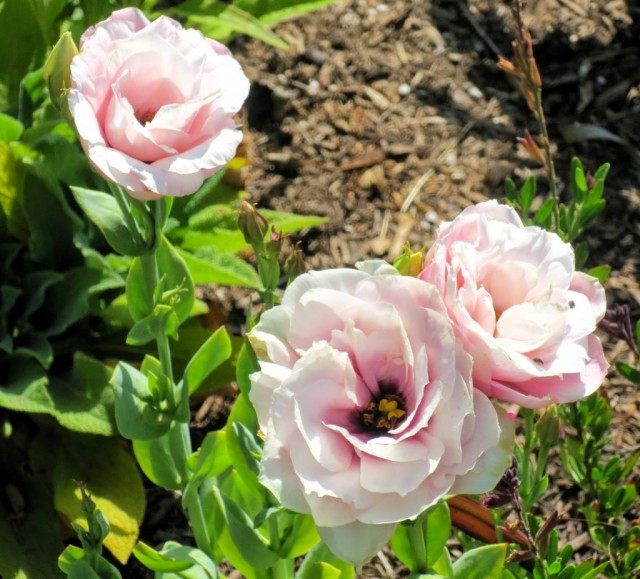 Эустома, сорт 'Echo Pink' Эустома, сорт 'Echo Pink'