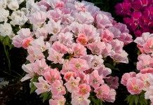 Годеция (Godetia), она же Кларкия (Clarkia)