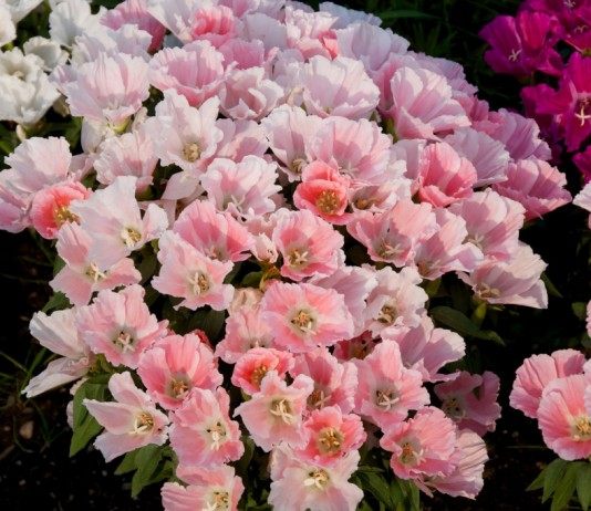 Годеция (Godetia), она же Кларкия (Clarkia)