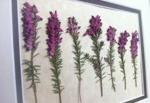 Декоративный гербарий из вереска