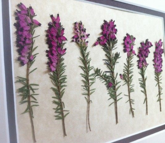 Декоративный гербарий из вереска