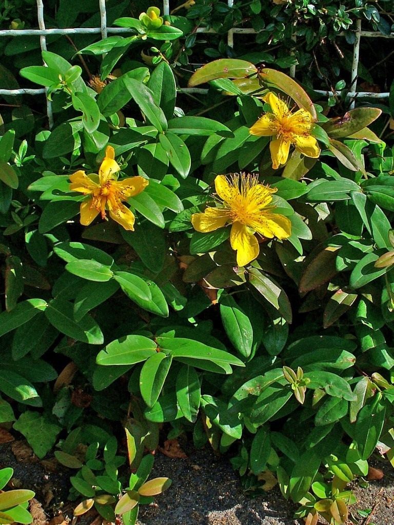 Hypericum-calycinum-01