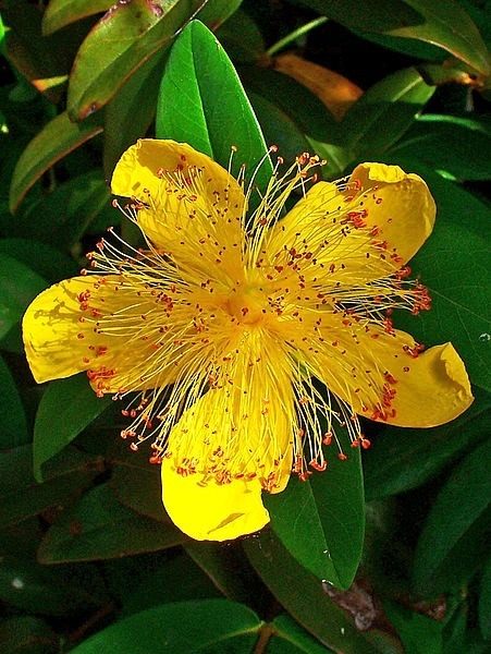 Hypericum-calycinum-02