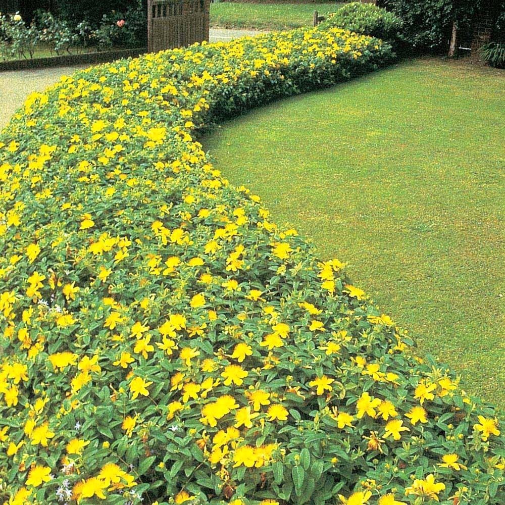 Hypericum-calycinum-03