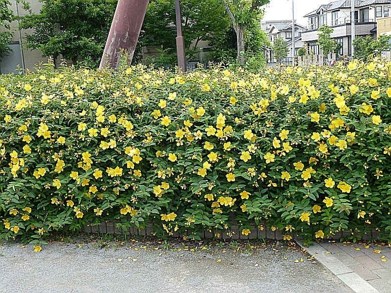 Hypericum-calycinum-04