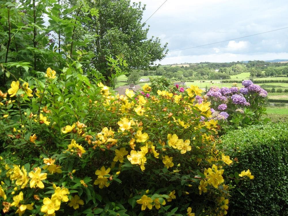 Hypericum-calycinum-05