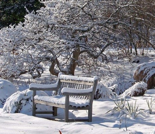 В январе продолжаем стряхивать снег с деревьев и кустарников, проверяем укрытия декоративных растений
