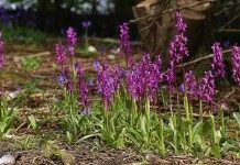 Ятрышник мужской (Orchis mascula)