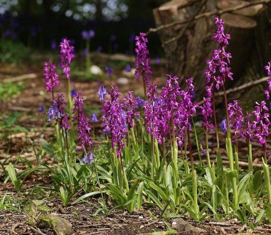 Ятрышник — исчезающее чудо - Цветы многолетние Ятрышник мужской (Orchis mascula)