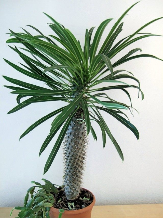 Пахиподиум Ламера (pachypodium lamerei) Пахиподиум Ламера (pachypodium lamerei)