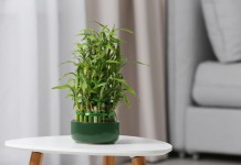 Драцена Сандера (Dracaena braunii syn. Dracaena sanderiana)
