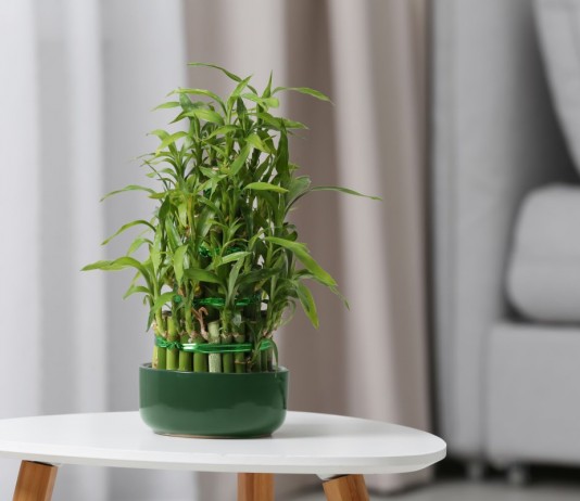 Драцена Сандера (Dracaena braunii syn. Dracaena sanderiana)