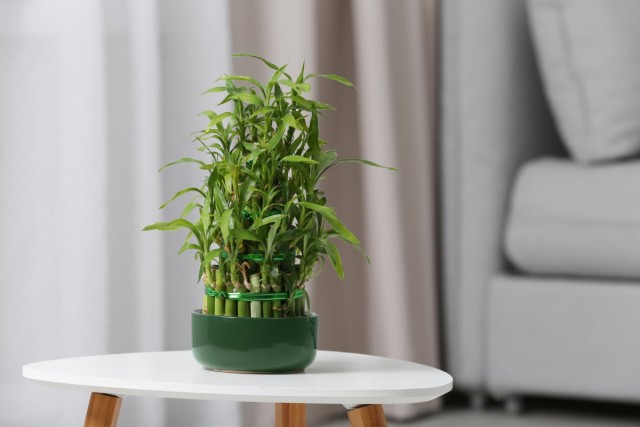 Драцена Сандера (Dracaena braunii syn. Dracaena sanderiana)