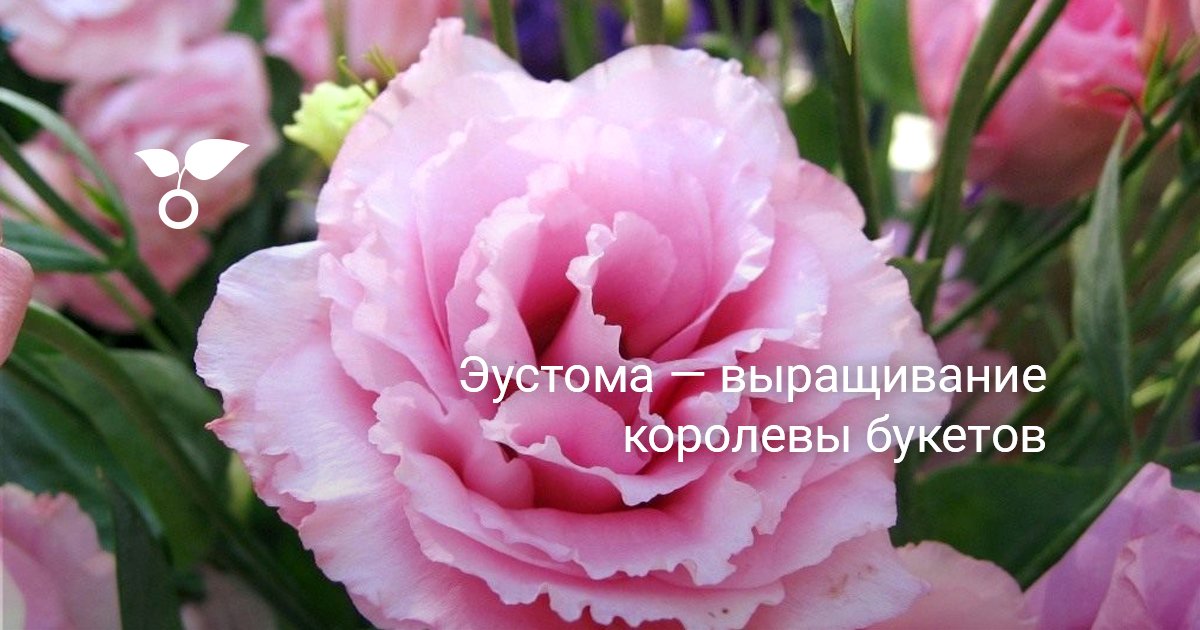 Эустома — выращивание королевы букетов