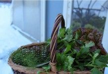 Зелень, выращенная в теплице зимой