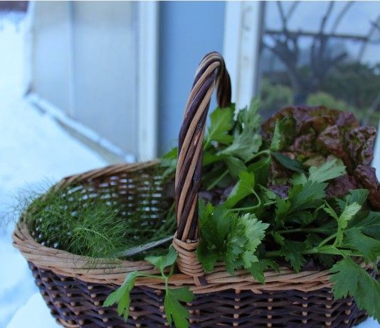 Выращивание зелени в теплице зимой - Теплицы и гидропоника Зелень, выращенная в теплице зимой