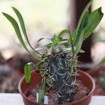 Пахиподиум короткостебельный (pachypodium brevicaule) Пахиподиум короткостебельный (pachypodium brevicaule)