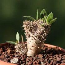 Пахиподиум густоцветковый (pachypodium densiflorum) Пахиподиум густоцветковый (pachypodium densiflorum)