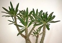 Пахиподиум розеточный (pachypodium rosulatum)