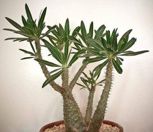 Пахиподиум розеточный (pachypodium rosulatum)