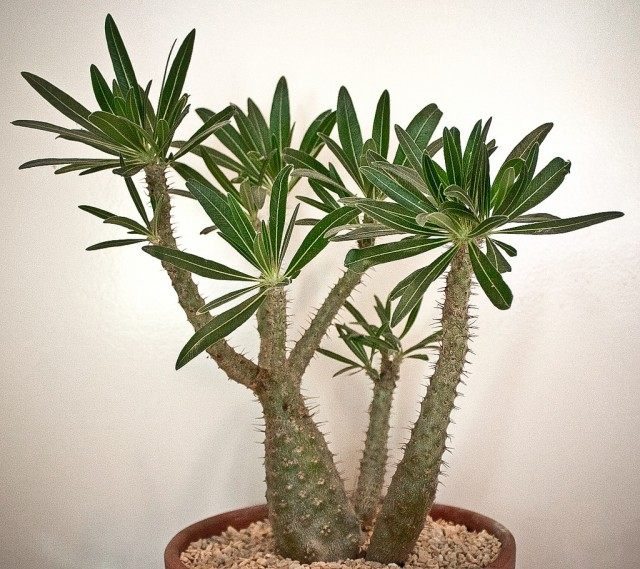 Пахиподиум розеточный (pachypodium rosulatum) Пахиподиум розеточный (pachypodium rosulatum)