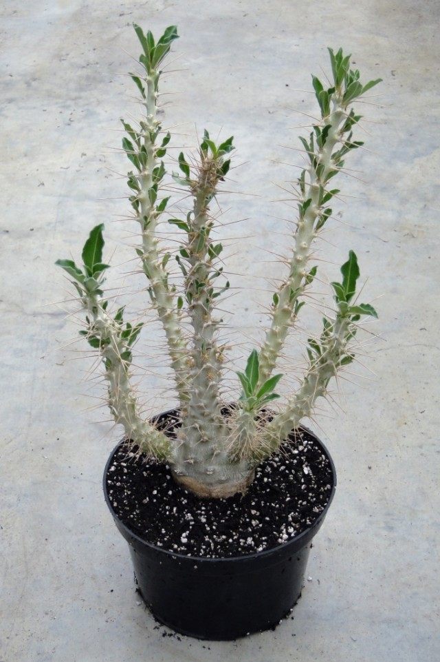 Пахиподиум Сандерса, или звезда Лунди (pachypodium saundersii) Пахиподиум Сандерса, или звезда Лунди (pachypodium saundersii)
