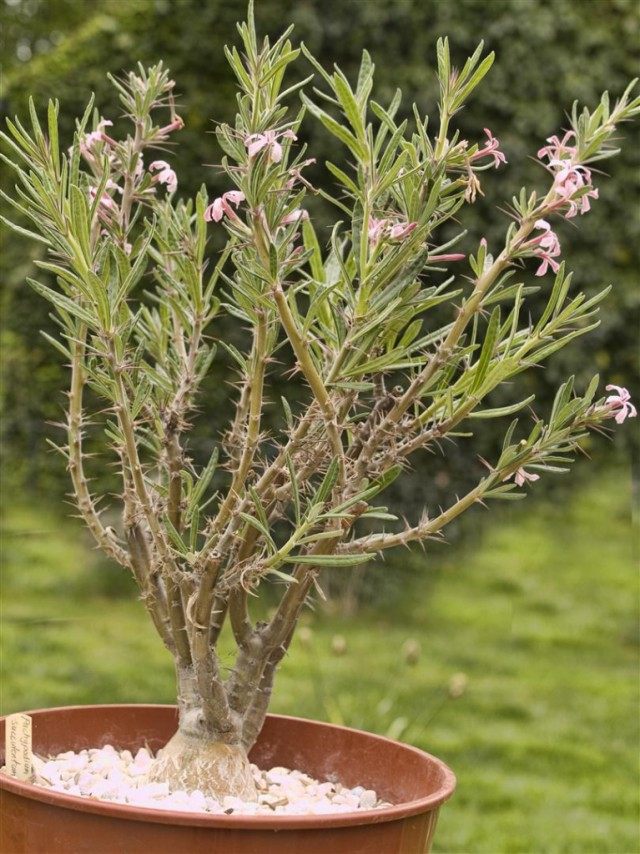 Пахиподиум суккулентный (pachypodium succulentum) Пахиподиум суккулентный (pachypodium succulentum)