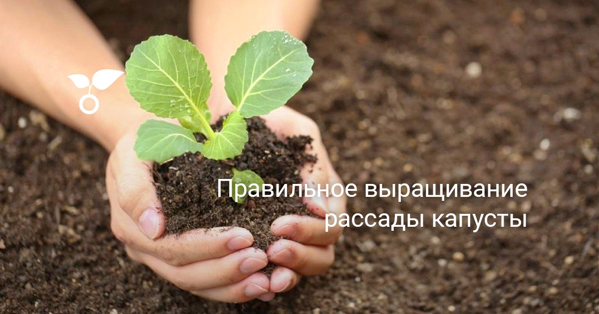 Правильное выращивание рассады капусты