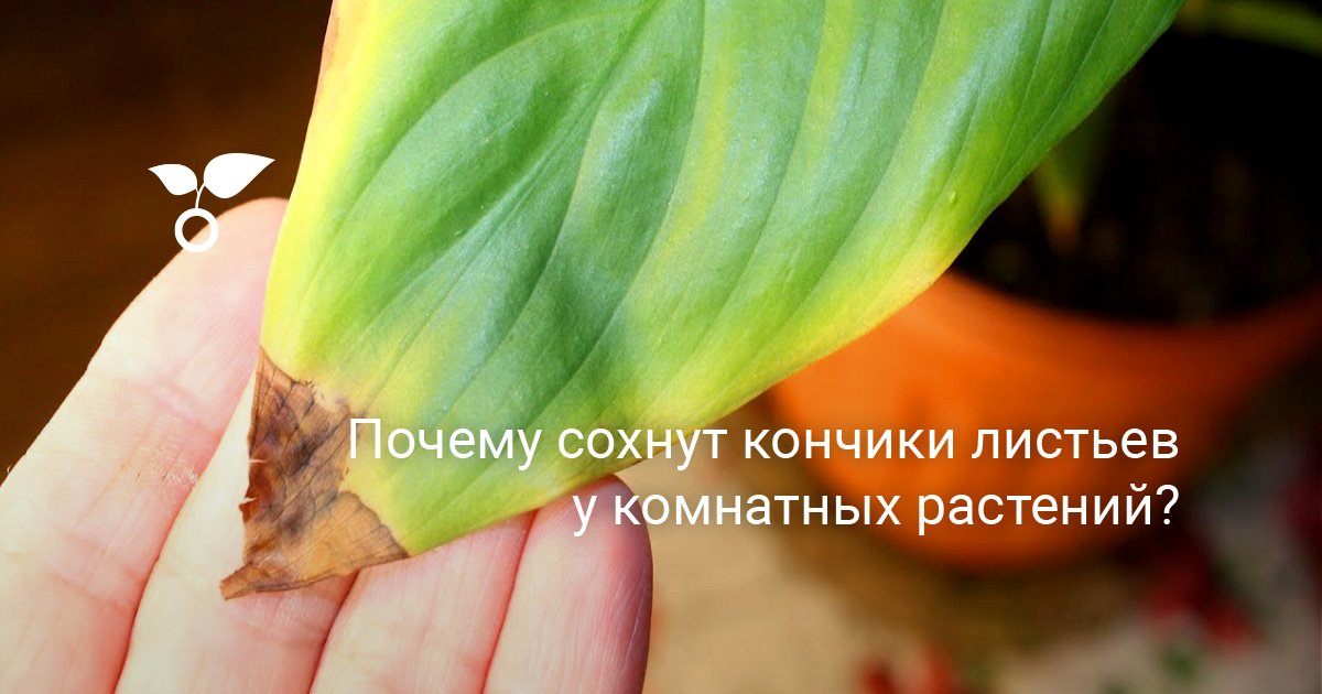 Почему сохнут кончики листьев у комнатных растений?
