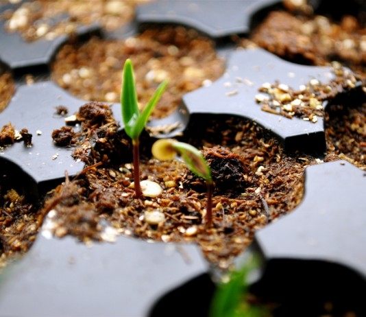 Рассада в подготовленном грунте