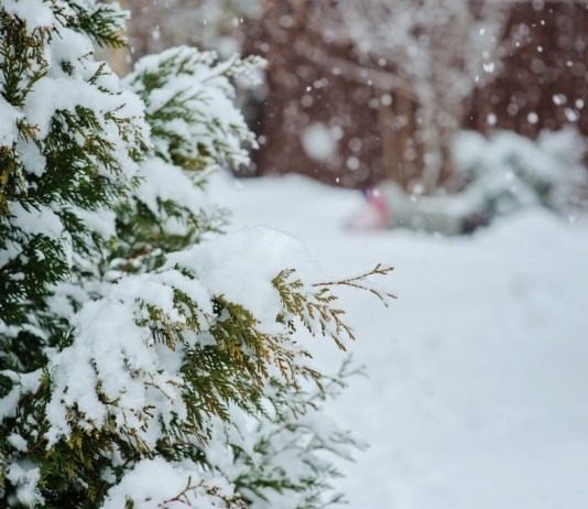 Календарь цветовода на февраль - Календари В календаре каждого садовода февраль – пора предчувствия и нетерпения