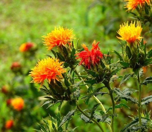Колючие соцветия огненного сафлора - Цветник и ландшафт Сафлор красильный, американский шафран, дикий шафран, красильный чертополох (Carthamus tinctorius)