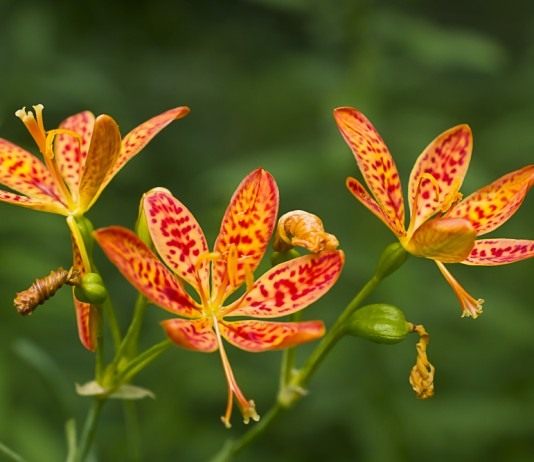 Ирис доместика (домашний) (Iris domestica), или Беламканда китайская (Belamcanda chinensis)