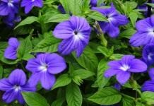 Броваллия красивая (Browallia speciosa)