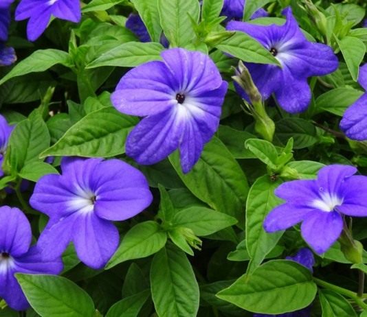 Броваллия — все оттенки лилового - Цветник и ландшафт Броваллия красивая (Browallia speciosa)