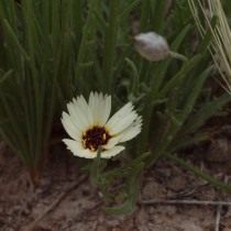 Катананхе песчаная (Catananche arenaria) Катананхе песчаная (Catananche arenaria)