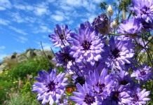 Катананхе голубой (Catananche caerulea)