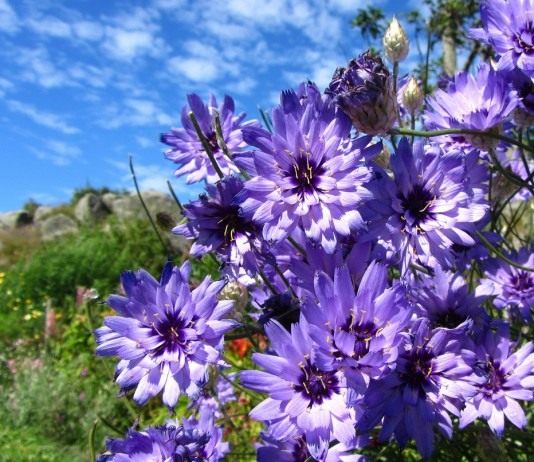 Катананхе голубой (Catananche caerulea)