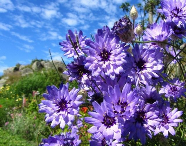 Катананхе голубой (Catananche caerulea) Катананхе голубой (Catananche caerulea)