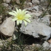 Катананхе дернистая (Catananche caespitosa) Катананхе дернистая (Catananche caespitosa)