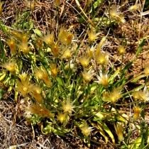 Катананхе жёлтая (Catananche lutea) Катананхе жёлтая (Catananche lutea)