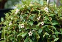 Кодонанта изящная (Codonanthe gracilis)