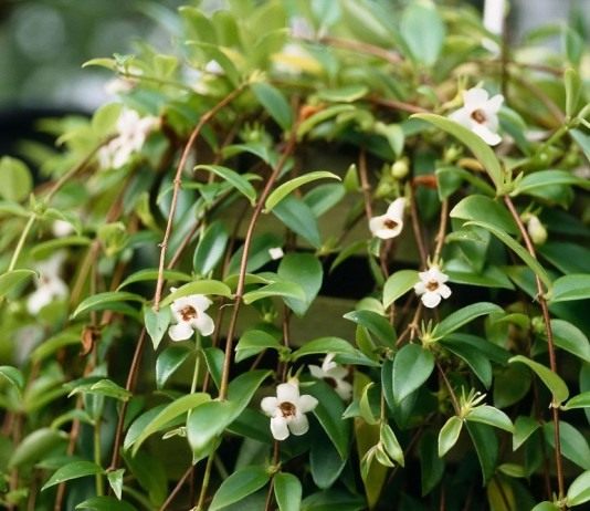 Кодонанта изящная (Codonanthe gracilis)