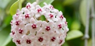 Хойя мясистая (Hoya carnosa)