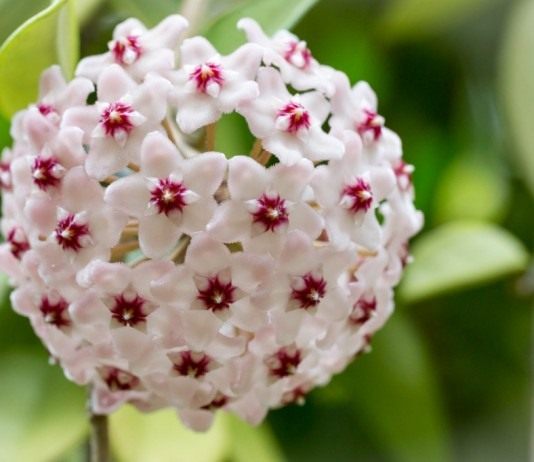 Хойя — парящие сферы воскового плюща - Красивоцветущие Хойя мясистая (Hoya carnosa)