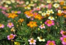 Лептосифон гибридный сорт "Confetti" (Leptosiphon hybridus "Confetti")