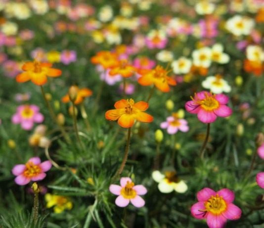 Лептосифон гибридный сорт "Confetti" (Leptosiphon hybridus "Confetti")